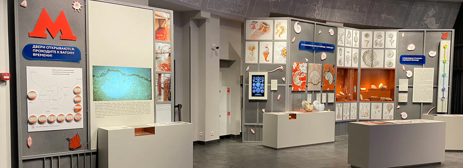 Гастроподы