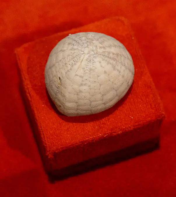 Морские ежи